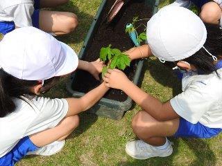 写真：緑のカーテン