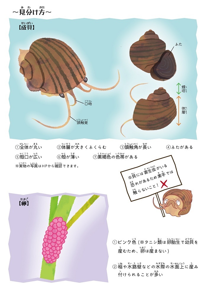 写真：高梁川流域生き物調査2022　チラシ　見分け方