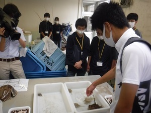 写真：カブト3