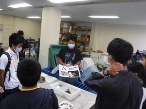 写真：カブト2