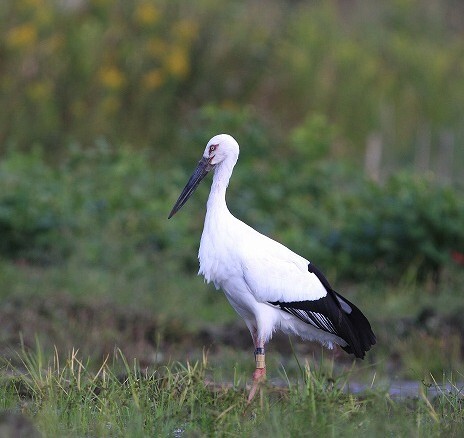 写真:佇むコウノトリ