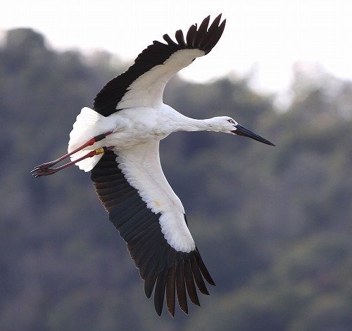 写真:飛ぶコウノトリ