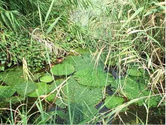 写真:本性院の池のオニバス