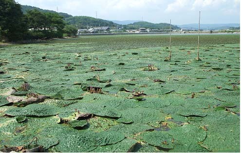 写真:新池のオニバス1