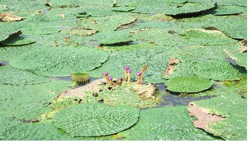 写真:新池のオニバス2