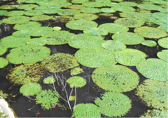 写真:大池のオニバス