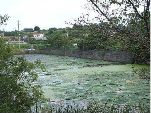 写真:塩田池のオニバス