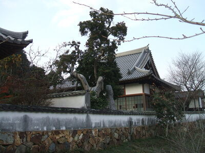 写真：法輪寺のクロガネモチ