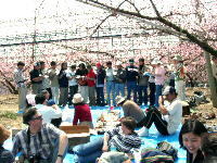 photo: Peach Blossom Viewing Party02