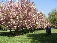 写真：cherry