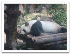 写真：北京動物園