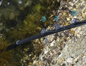 写真：防水センサの海水中での耐久性に関する実証実験1