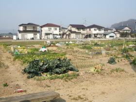 写真：市民農園風景（古新田第1）
