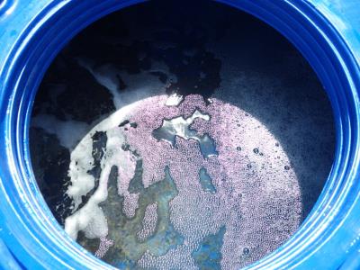 写真:ヨシエビ2