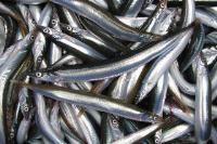 写真：玉筋魚、鮊子（イカナゴ）