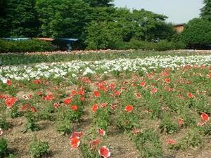 花壇　写真3
