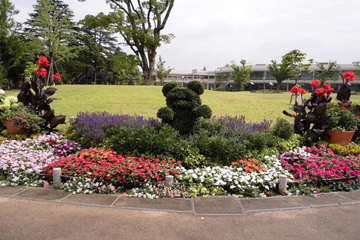 写真：タマツゲによる熊の刈込