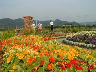 写真：地区花いっぱい
