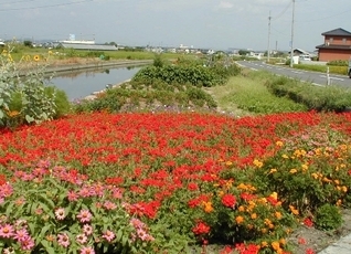 写真：地区花いっぱい2