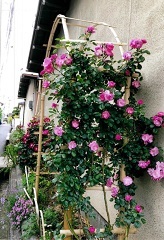 写真:その他応募作品2