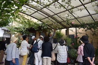 写真：つる