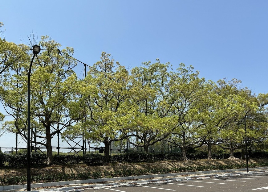 写真：水島緑地福田公園の照明