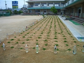 写真：3週間後1