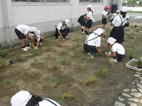 写真：植栽の様子4