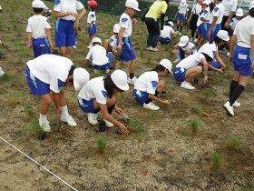 写真：薗小学校芝生植栽の様子4