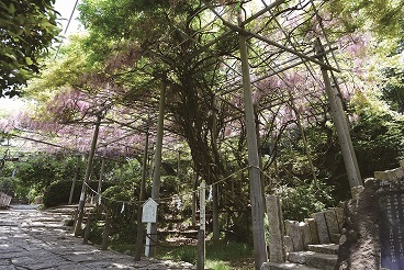 写真：阿知の藤