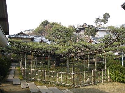写真：鳳凰の松