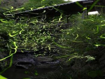 写真：ホタル1