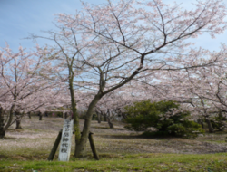 写真：桜園地