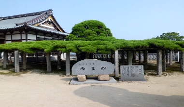 写真：本性院・雨傘松