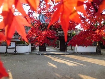 写真：安養院2