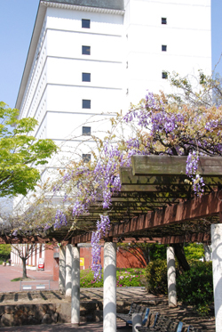 写真：市役所東側広場の藤棚