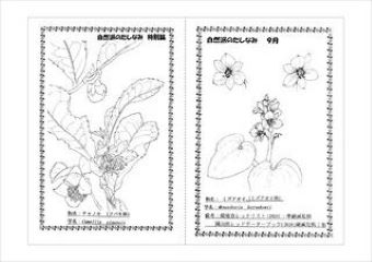 写真：植物スケッチ塗り絵4