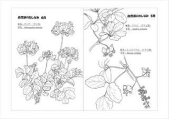 写真：植物スケッチ塗り絵1