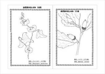 写真：植物スケッチ塗り絵5