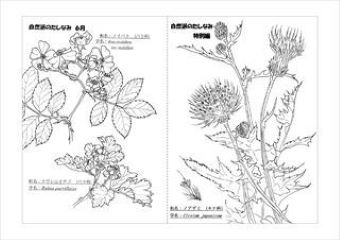 写真：植物スケッチ塗り絵2