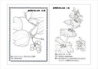 写真：植物スケッチ塗り絵6