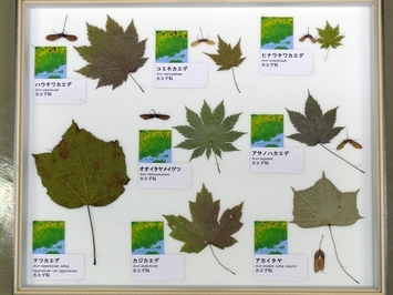 写真：No.10の標本