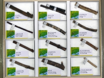写真：No.13の標本