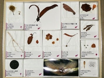 写真：No.15の標本