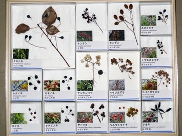 写真：No.16の標本