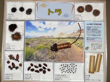 写真：No.20の標本