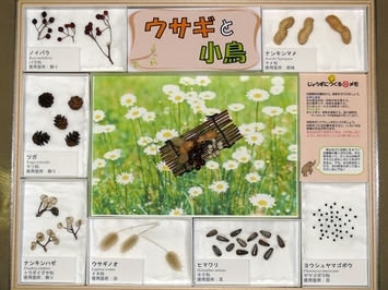 写真：No.21の標本