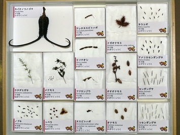 写真：No.57の標本