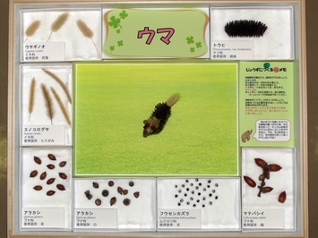写真：No.58の標本