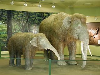 photo: Mother and child of Naumann's elephant